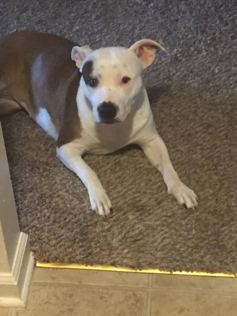 Pit Bulls as Assistance Animals: A Manager's Perspective