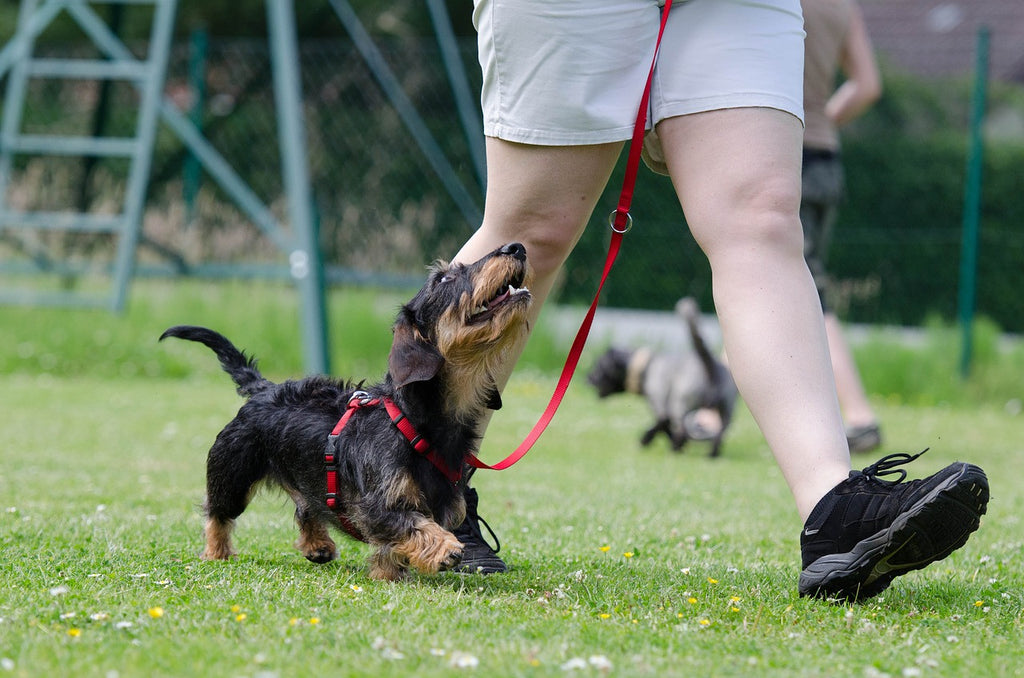 What We Can Learn from a Little Dog in the Big Apple