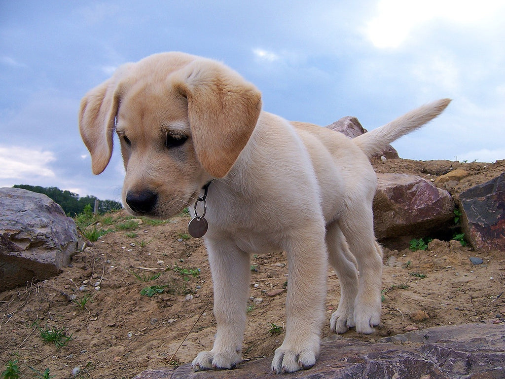 Puppies as Service Dogs in Training?