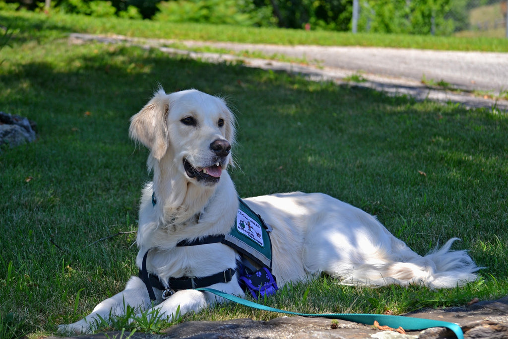 HUD's Latest Guidance on Assistance Animals
